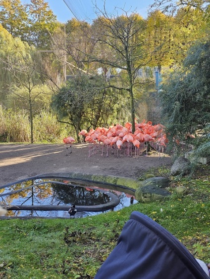 Flamingoer i ZOO 2025